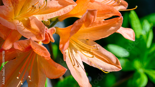 オレンジ色のツツジのアップ