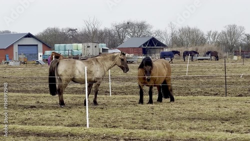 Two horses interact in a grassy field, one gray and one brown, with a barn and farm equipment visible in the background, showcasing their connection and movement