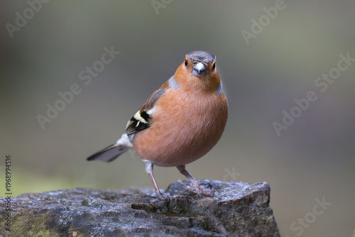 A close up of a male chaffinch, Fringilla coelebs, as he stares at the camera. He is showing signs of scaly leg mites known as papillomatosis