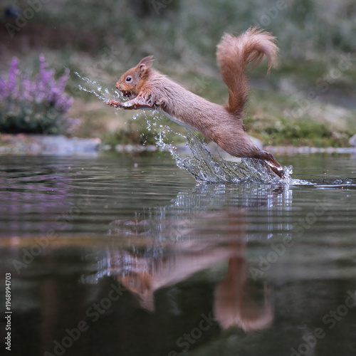 A red squirrel, Sciurus vulgaris, is captured as it leaps out of the water with a hazelnut in its mouth. The water splash created and animal is perfectly reflected in the water