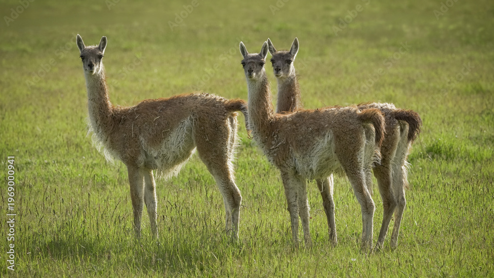 Fototapeta premium Three guanacos standing in green grass field