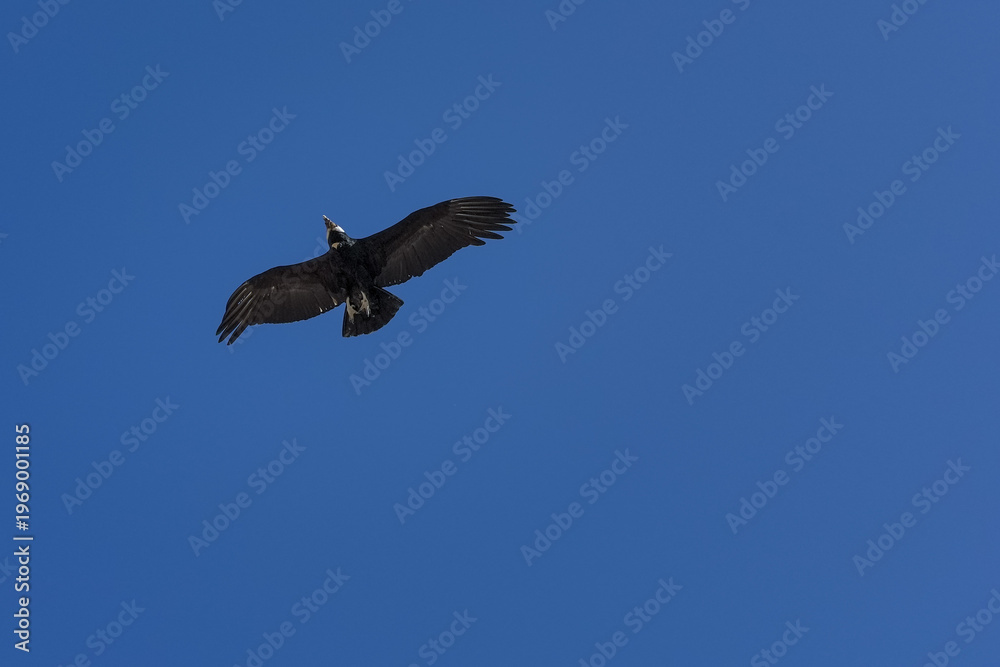 Obraz premium Andean condor soaring in clear blue sky