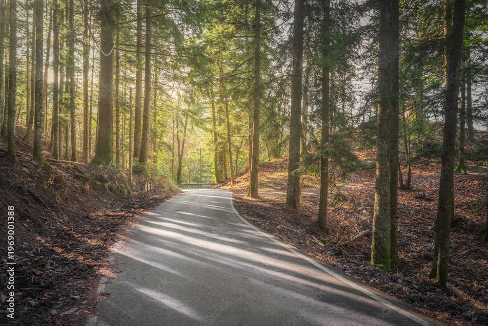 Fototapeta premium Road through Vallombrosa Forest in Tuscany, Italy