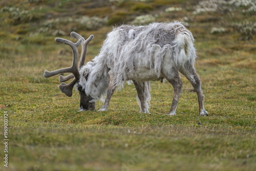 Svalbard reindeer (Rangifer tarandus platyrhynchus) grazing in a field at the edge of town in Longyearbyen, Svalbard, Norway