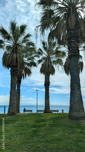 Scenic Seaside Park with Palm Trees and Benches, Offering Serenity and Relaxation.