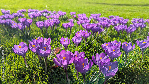 Spring Crocuses Blooming A vibrant display of purple flowers in a natural green setting.