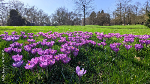 Spring Meadow Bursting with Purple Crocuses in Full Bloom, a Vibrant Floral Display.