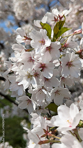 Delicate Cherry Blossoms in Full Bloom A Captivating Springtime Floral Display