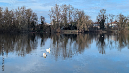 Scenic Lake Landscape with Swans and Reflections on a Calm Day. Serene Nature Scene.