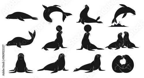 Seals and dolphins are swimming and sitting on rocks in ocean.