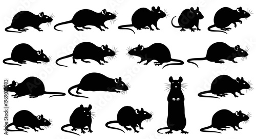 A group of various sized black silhouettes of rats against a white background walking and standing.