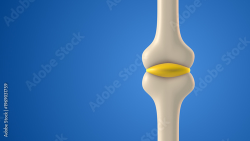 Bone Joint Cavity with Synovial Fluid Anatomy