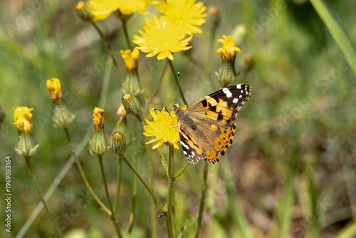 Фотография Una hermosa Mariposa Vanessa de los cardos Vanessa cardui Polinizando un Sonch