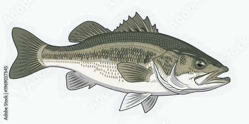 Bass Fish Vector Illustration with Detailed Clean Lines