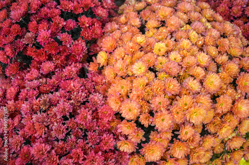 Dense, vibrant overhead shot of blooming chrysanthemums. Clusters of deep reddish pink petals on the left blend into warm, golden orange blossoms on the right, creating a lush, textured carpet