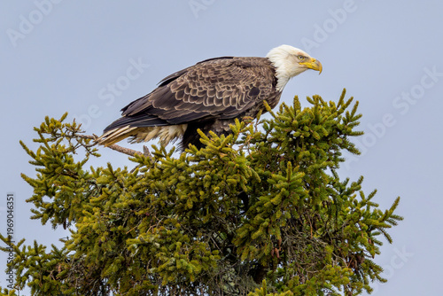 Mature Bald Eagle perched on tree top