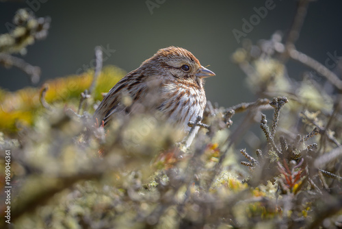 Song Sparrow songbird perching on tree