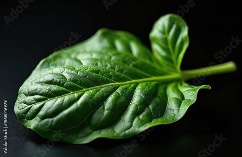 Fresh green spinach leaf isolated on black background. Healthy food ingredient for salads, cooking, and vegetarian meals. Vibrant green plant provides nutrients.