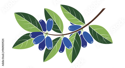 Blue Honeysuckle Berries on Branch with Green Leaves
