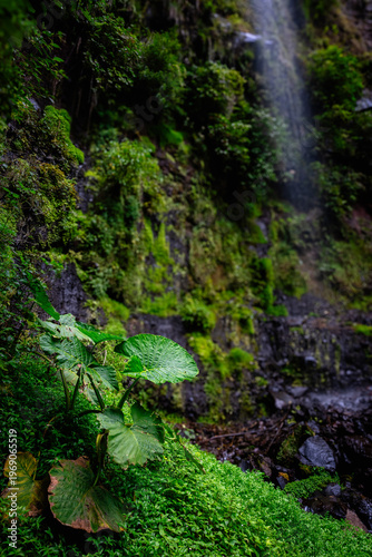 Rainforest vegetation with waterfall