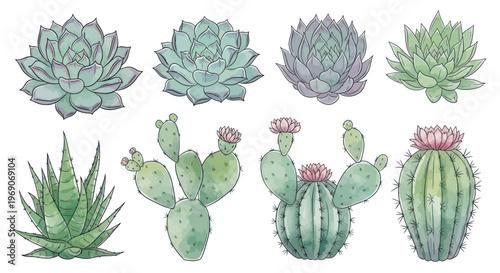 Watercolor Succulents and Cacti Collection - Various Desert Plants Illustration