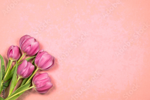 Pink Tulips on Pink background