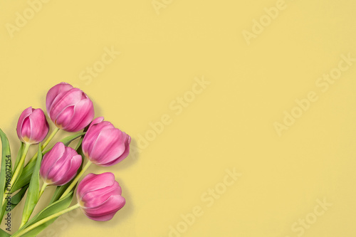 Pink Tulips on a yellow background