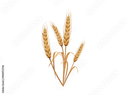 Ear of wheat 3d realistic grain crop isolated on transparent background agriculture food ingredient for farming harvest bread production and natural organic product design visuals