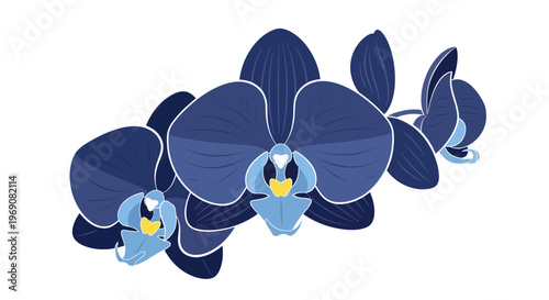 Deep Blue Orchid Flowers Isolated on White Background