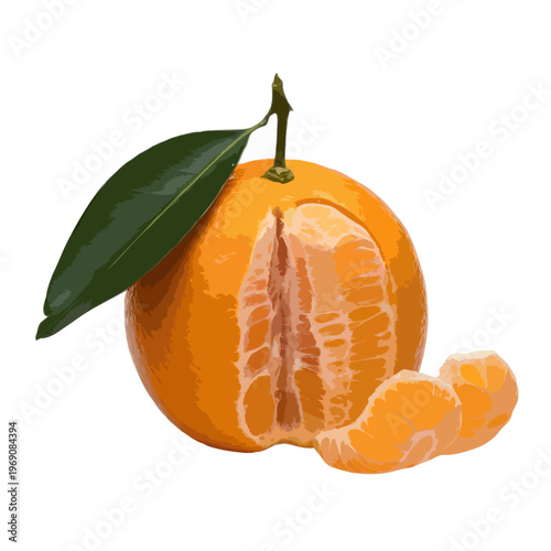 A ripe orange hanging from a tree branch with green leaves. isolated on white background, Vector