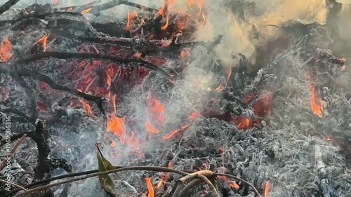 枯れ草 野火の炎のテクスチャー動画