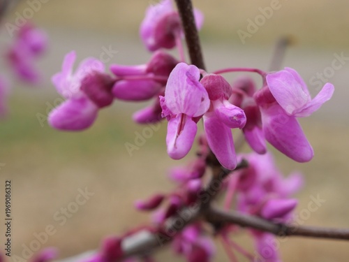 Close-up of Pink Eastern Redbud Flowers (Cercis canadensis) in Early Spring, Colorado