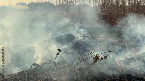 枯れ草 野火の炎のテクスチャー動画