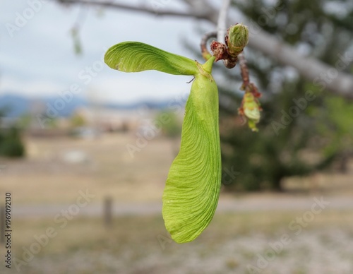 Close-up of Green Silver Maple Seeds (Acer saccharinum Samara) in Early Spring