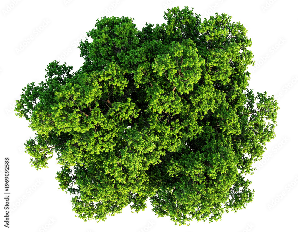 Obraz premium Bird's-eye view of lush green tree canopy isolated against a stark black backdrop