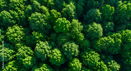 Aerial View of Lush Green Forest Canopy from Above
