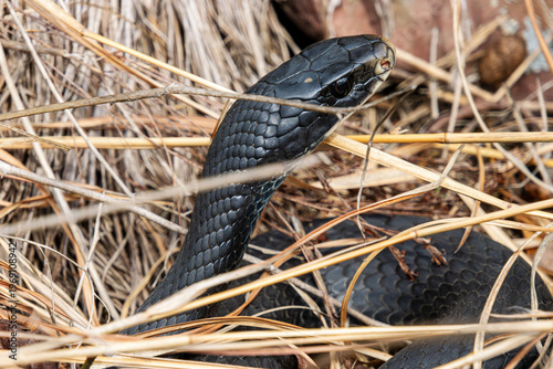 first black gray blue racer coluber constrictor in spring out basking