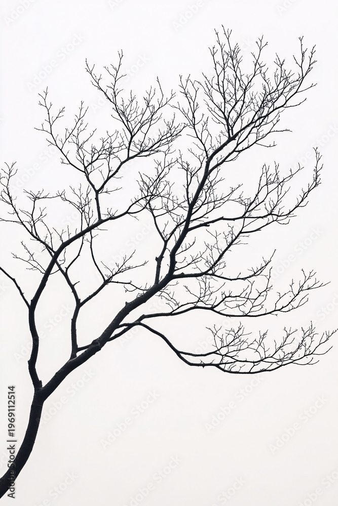 Fototapeta premium Graphic silhouette of a bare tree branch in stark winter