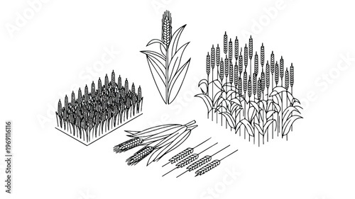 Illustration of various cereal crops including wheat and corn with food production with staple food with farming industry with plant life
