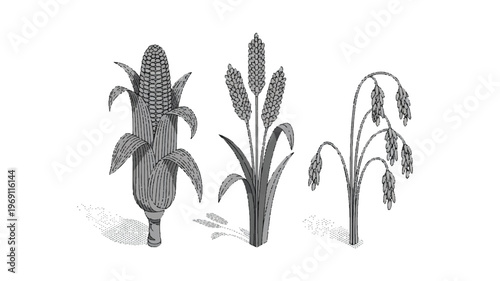 Line art illustration of different types of grain plants with plant life with botanical illustration with grain crops with ear of corn with wheat head