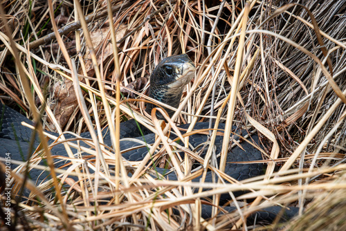 first black gray blue racer coluber constrictor in spring out basking in the grass