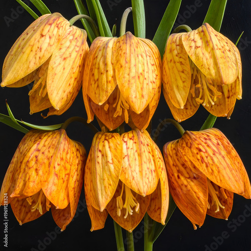 Wallpaper Mural Fritillaria Imperialis Aurora - A Captivating Display of Orange Crown Imperial Flowers. Torontodigital.ca