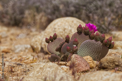 Joshua Tree National Park