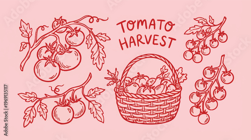 Tomato Harvest Illustration with Vines and Wicker Basket.