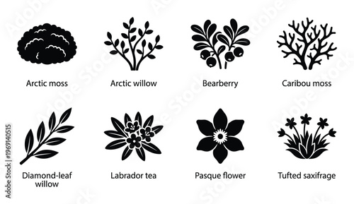 Arctic flora and fauna inspired plant silhouettes and icons, including mosses, berries, flowers, and willow branches