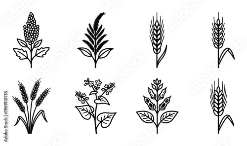Cereal crops and grain plant line icons including wheat barley oats quinoa amaranth and buckwheat