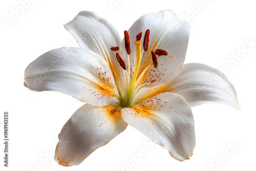 
single fleur-de-lis lily flower isolated on pure white background