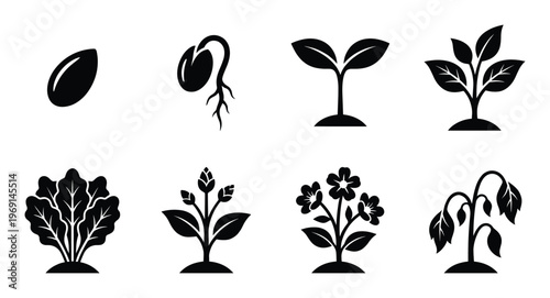 Stages of plant growth from seed to flowering plant and wilting, black silhouette icons on a transparent background