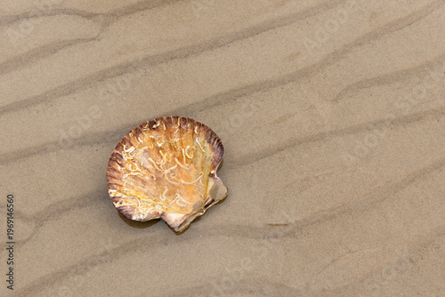 Tablou pe pânză Concave lower valve of scallop with calcareous tubes of keeled tubeworms