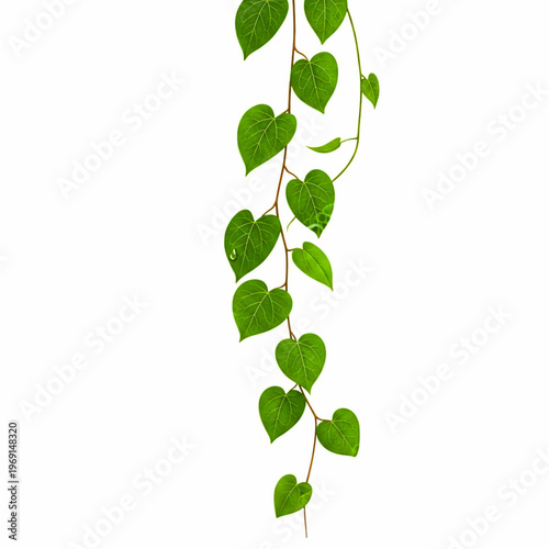 Green Ivy Branch Hanging with Heart Shaped Leaves Isolated on White